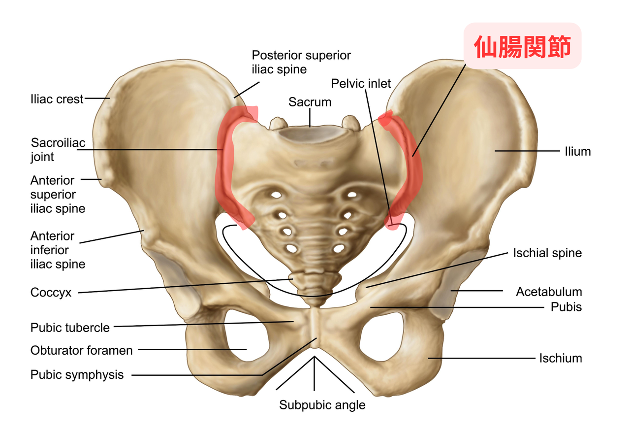 仙腸関節の図説