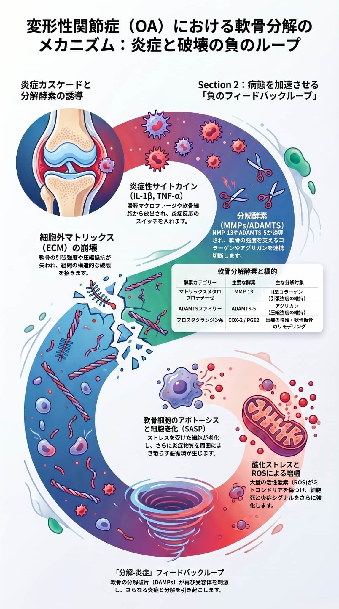 変形性関節症における軟骨分解のメカニズム：炎症と破壊の負のループ