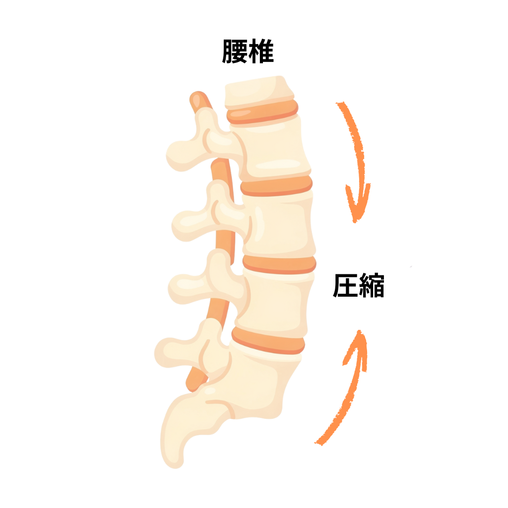 腰椎に圧縮力がかかっているイメージ図