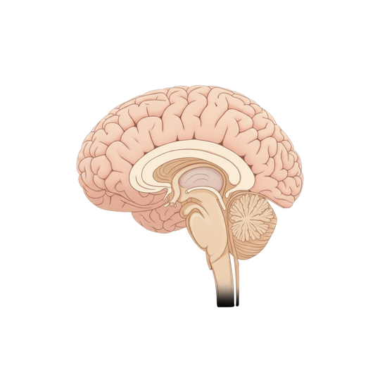 認知行動療法が脳に与える影響